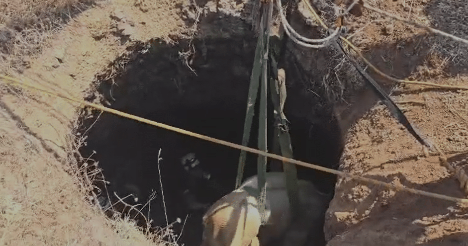 סמוך לדלתון: כך חולץ עגל שנפל לבור