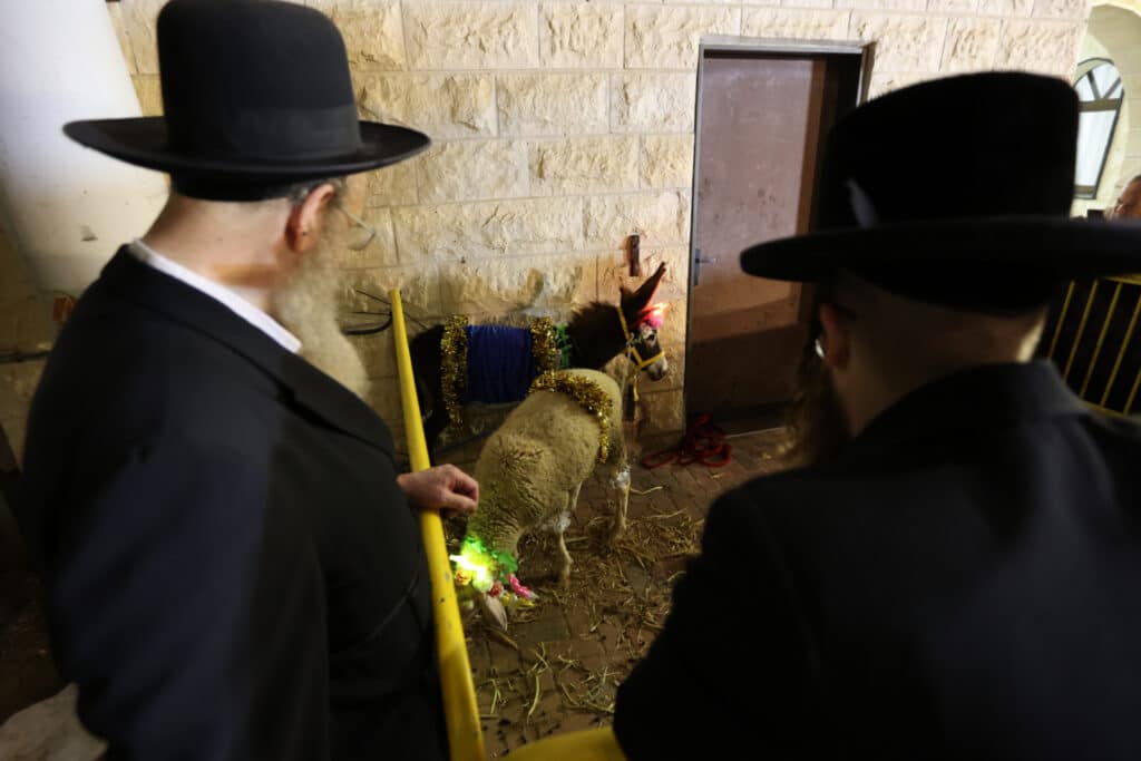 האדמו"ר פדה את החמור לעיני ההמונים