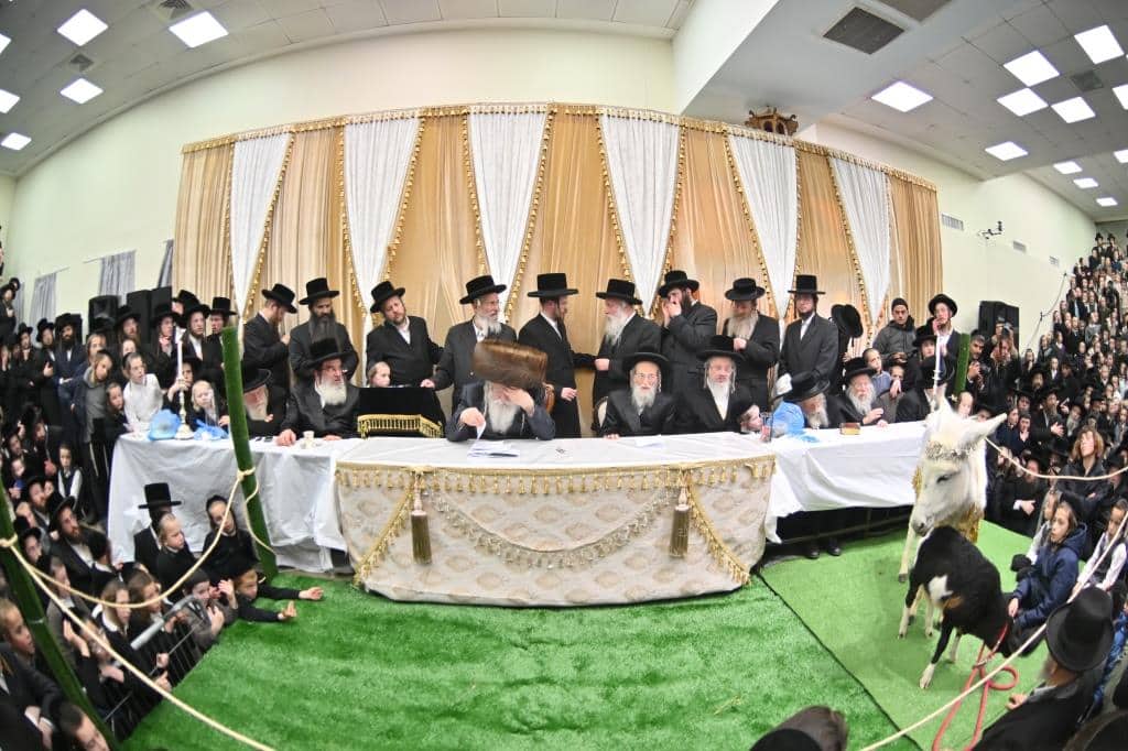 בנדבורנא ירושלים פדו את החמור בטיש ט"ו בשבט