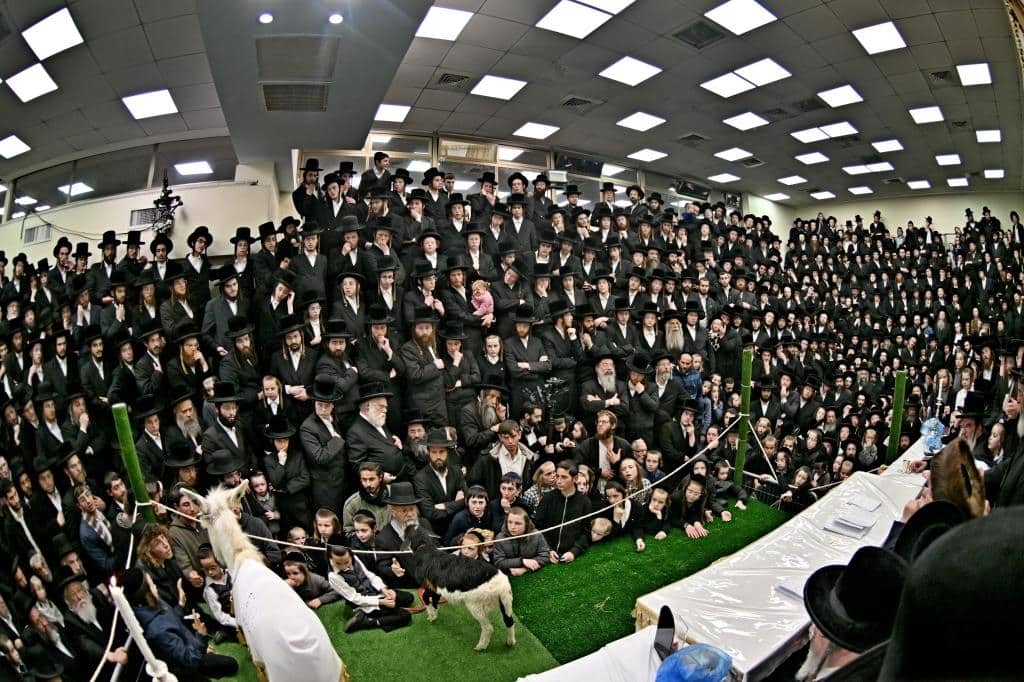 בנדבורנא ירושלים פדו את החמור בטיש ט"ו בשבט