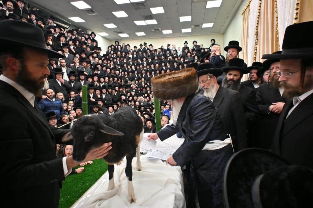 בנדבורנא ירושלים פדו את החמור בטיש ט"ו בשבט