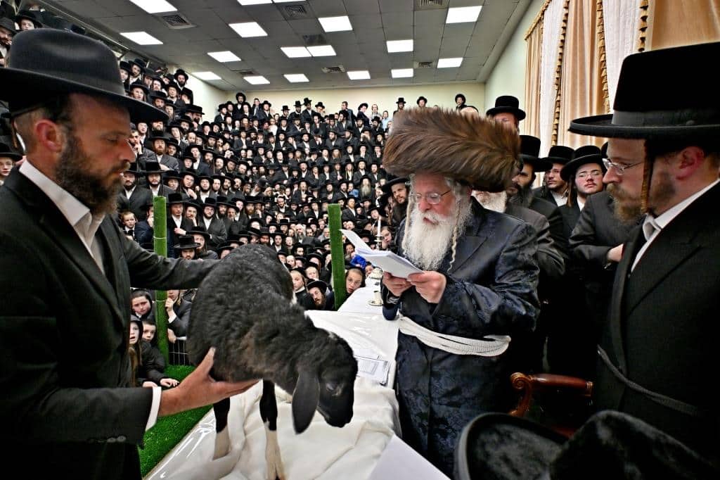 בנדבורנא ירושלים פדו את החמור בטיש ט"ו בשבט