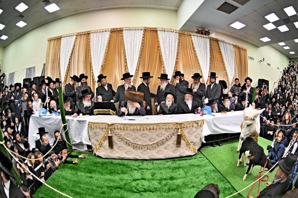 בנדבורנא ירושלים פדו את החמור בטיש ט"ו בשבט