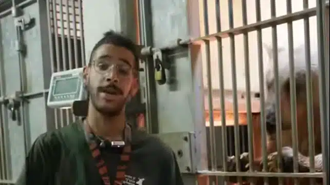 טרגדיה תנ"כית: נמר תקף באכזריות עובד בגן החיות