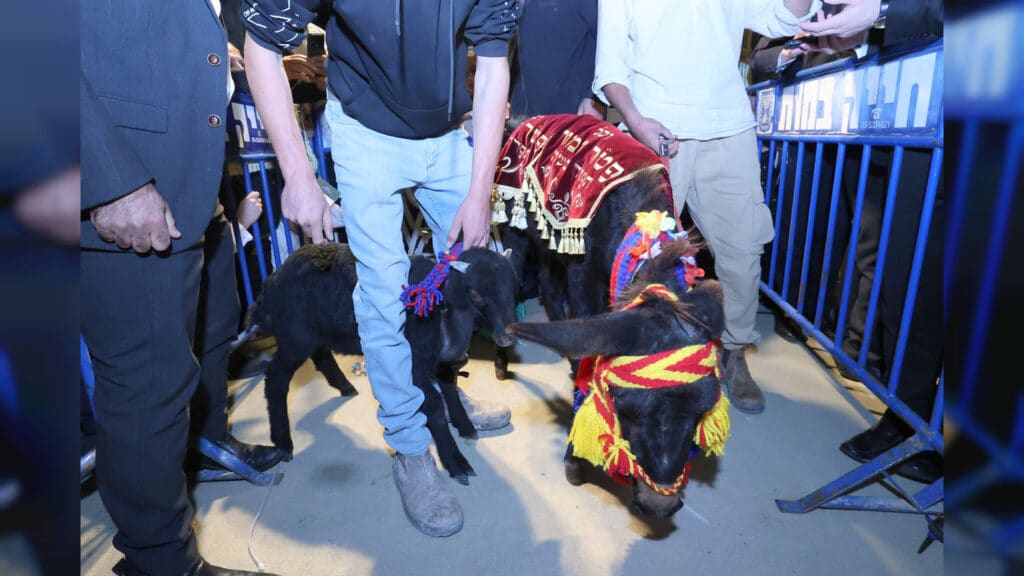 מעמד פדיון פטר חמור בקהילת חניכי הישיבות