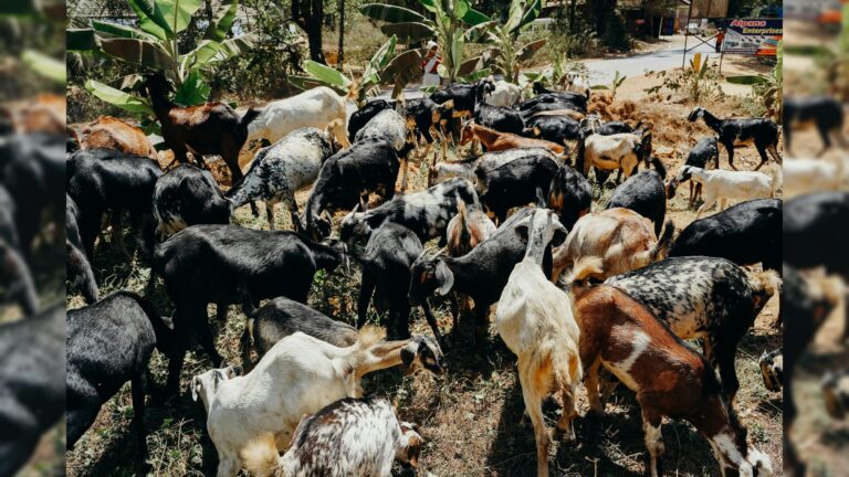 שוחרר עדר העיזים שהוחרם מחוות מקנה אברהם