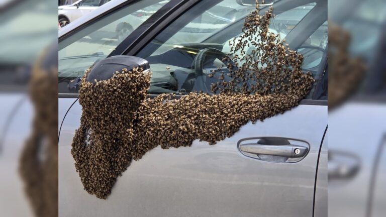 בהלה בנתיבות: אלפי דבורים פשטו על המרכז המסחרי