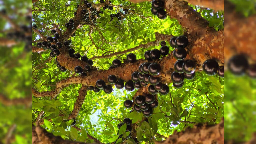 המשב"ק: זעקות בקרעסטיר, הבייסבול של רה"י והדינר שהסתבך