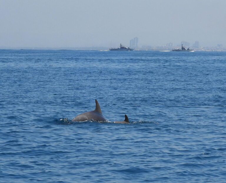צפו: הדולפינים "התייצבו" לסיור של רשות הטבע בלב הים