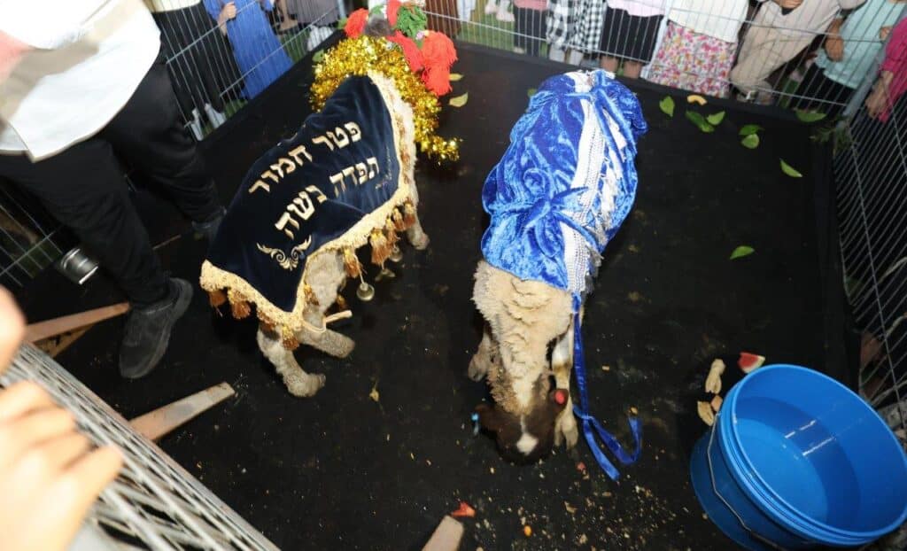 26 כהנים וחמור אחד: כך חגגו במושב ברכיה את המצווה הנדירה