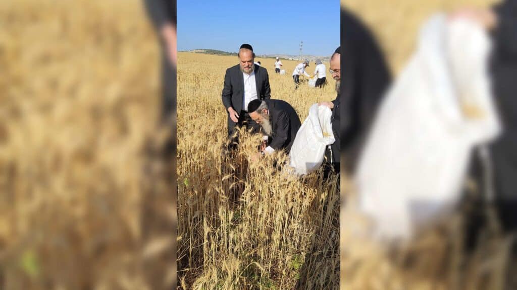 עם מגל ביד: הגאב"ד הגיע למבוא בית חורון לקצור חיטים