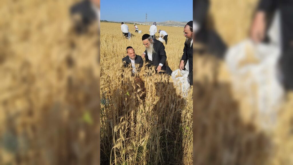 עם מגל ביד: הגאב"ד הגיע למבוא בית חורון לקצור חיטים