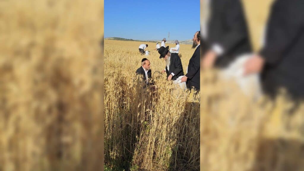 עם מגל ביד: הגאב"ד הגיע למבוא בית חורון לקצור חיטים