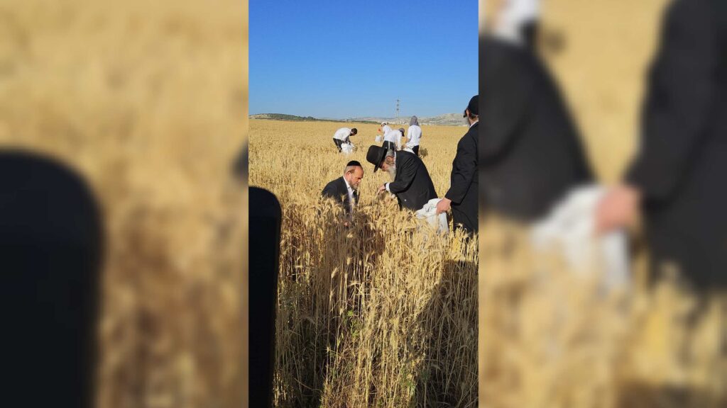 עם מגל ביד: הגאב"ד הגיע למבוא בית חורון לקצור חיטים