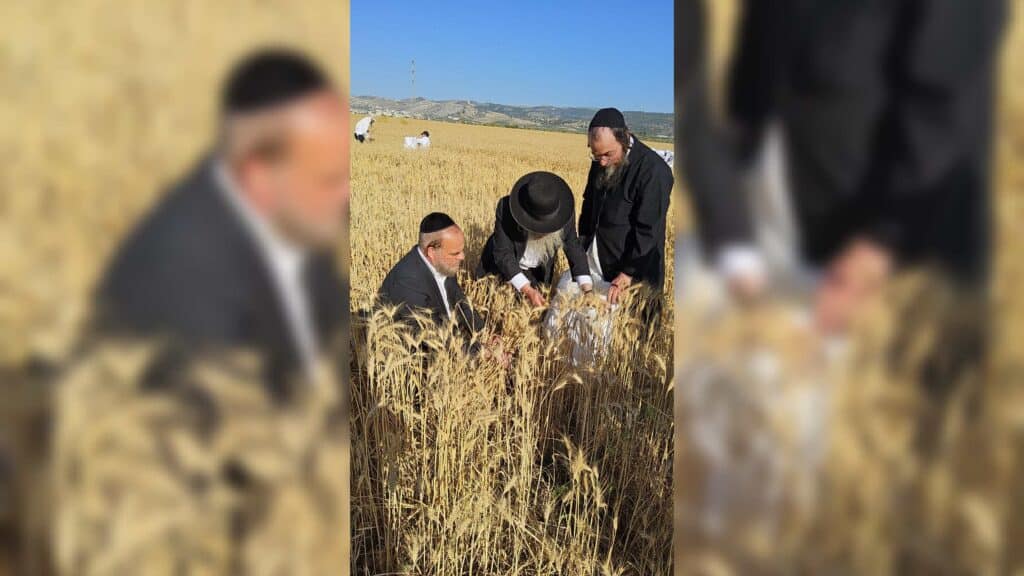 עם מגל ביד: הגאב"ד הגיע למבוא בית חורון לקצור חיטים