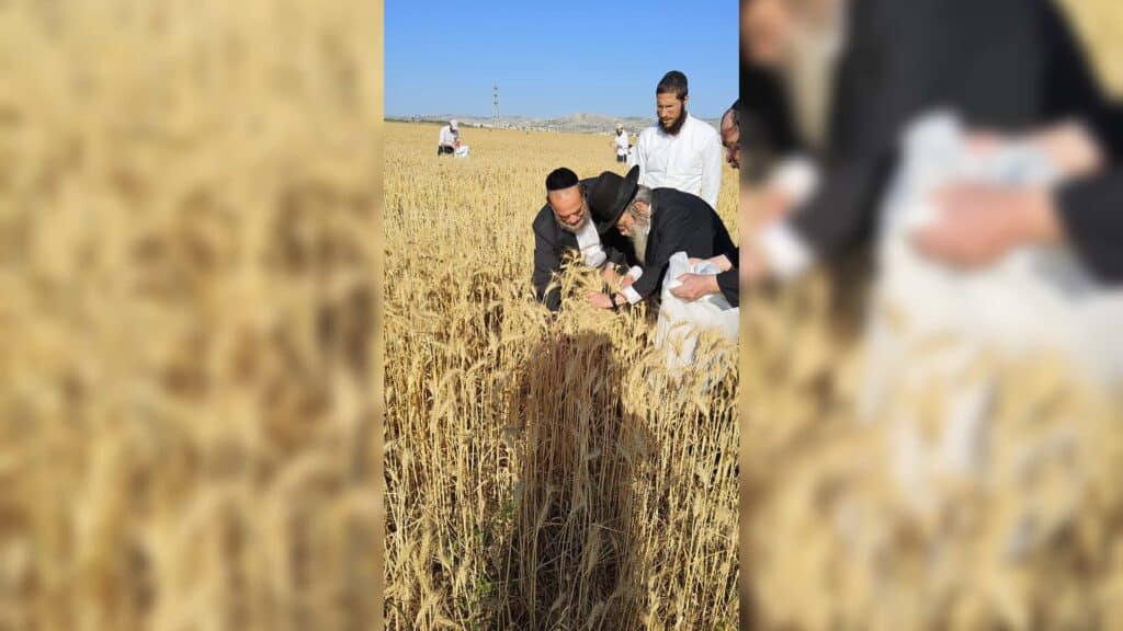 עם מגל ביד: הגאב"ד הגיע למבוא בית חורון לקצור חיטים