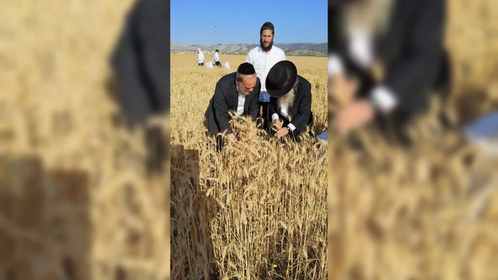 עם מגל ביד: הגאב"ד הגיע למבוא בית חורון לקצור חיטים
