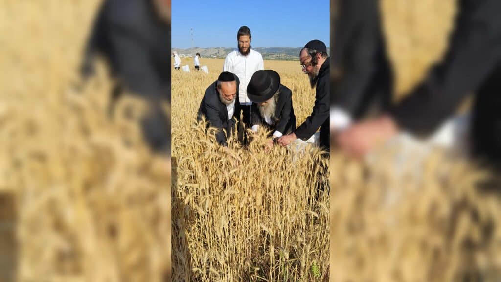 עם מגל ביד: הגאב"ד הגיע למבוא בית חורון לקצור חיטים