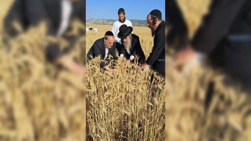 עם מגל ביד: הגאב"ד הגיע למבוא בית חורון לקצור חיטים