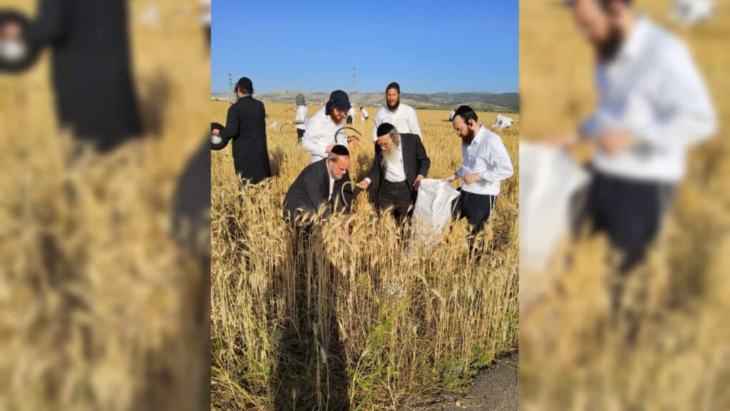 עם מגל ביד: הגאב"ד הגיע למבוא בית חורון לקצור חיטים