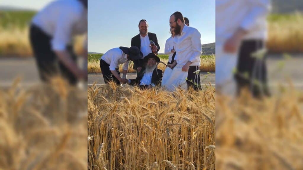 עם מגל ביד: הגאב"ד הגיע למבוא בית חורון לקצור חיטים