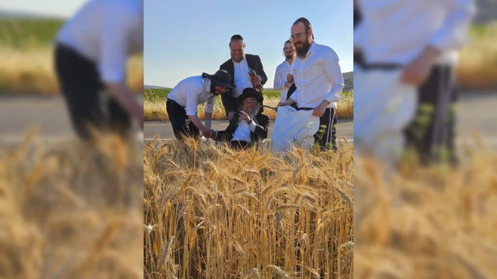 עם מגל ביד: הגאב"ד הגיע למבוא בית חורון לקצור חיטים