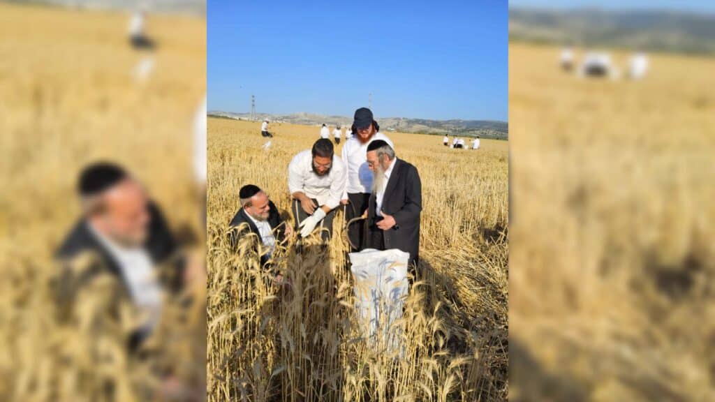 עם מגל ביד: הגאב"ד הגיע למבוא בית חורון לקצור חיטים