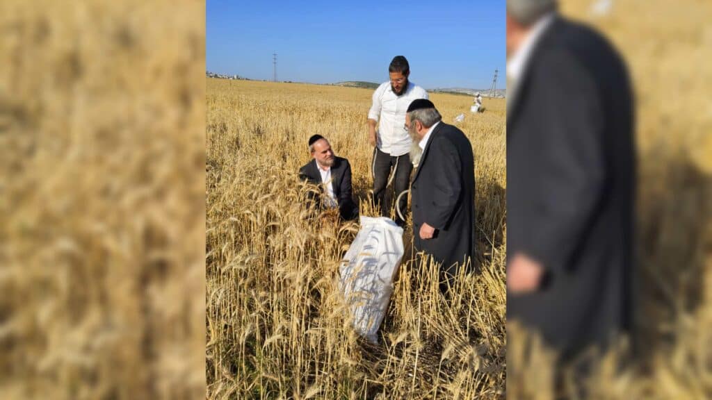 עם מגל ביד: הגאב"ד הגיע למבוא בית חורון לקצור חיטים