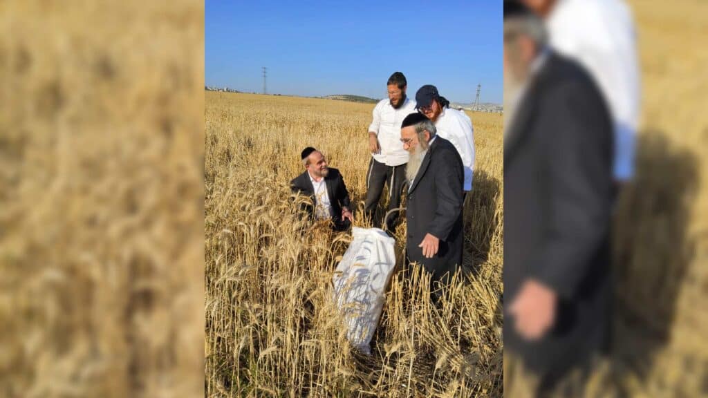 עם מגל ביד: הגאב"ד הגיע למבוא בית חורון לקצור חיטים