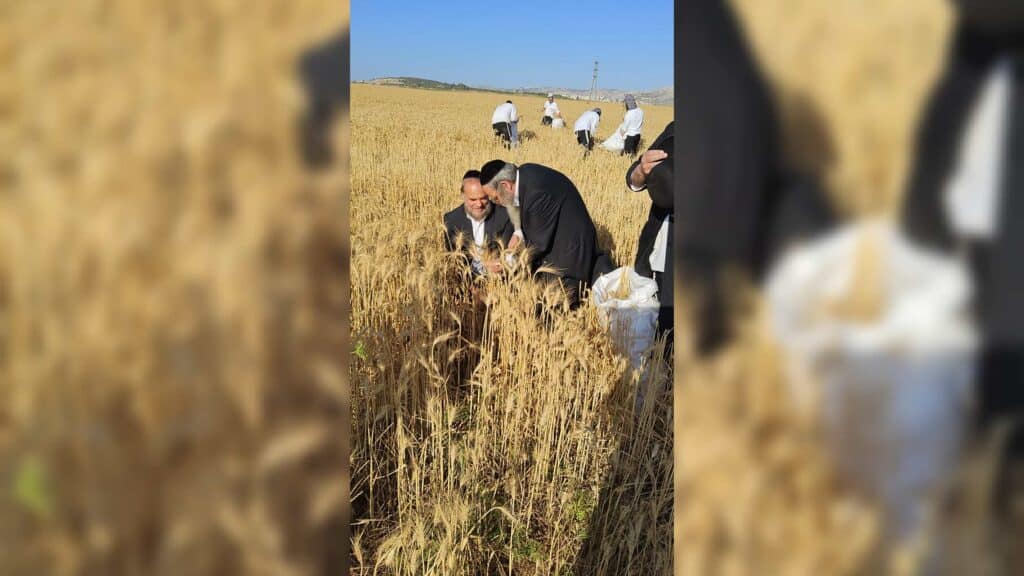 עם מגל ביד: הגאב"ד הגיע למבוא בית חורון לקצור חיטים