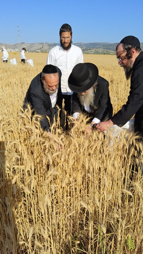 עם מגל ביד: הגאב"ד הגיע למבוא בית חורון לקצור חיטים