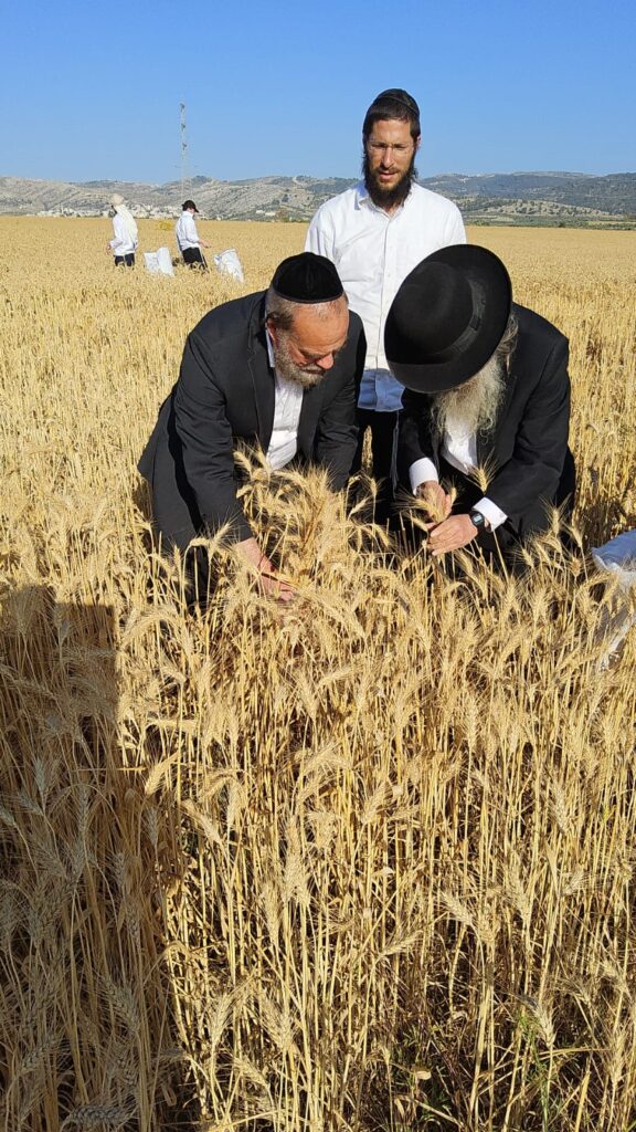 עם מגל ביד: הגאב"ד הגיע למבוא בית חורון לקצור חיטים