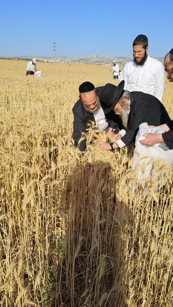 עם מגל ביד: הגאב"ד הגיע למבוא בית חורון לקצור חיטים