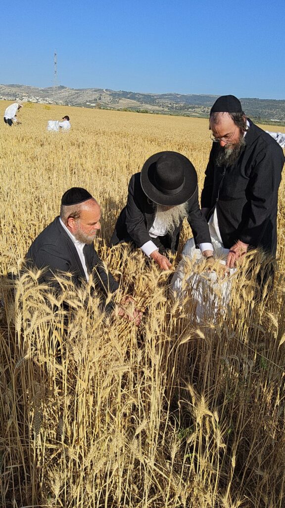 עם מגל ביד: הגאב"ד הגיע למבוא בית חורון לקצור חיטים
