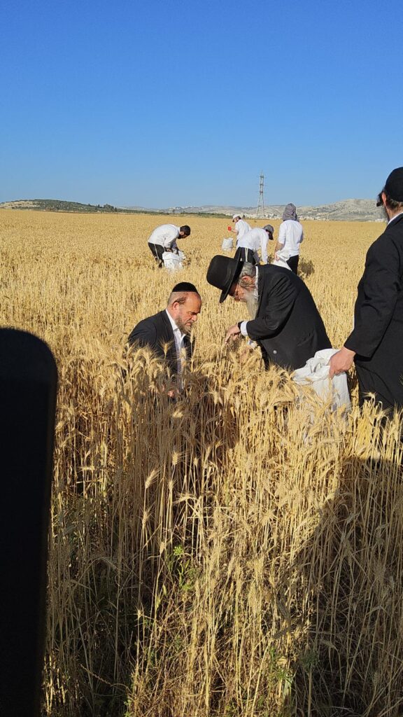 עם מגל ביד: הגאב"ד הגיע למבוא בית חורון לקצור חיטים