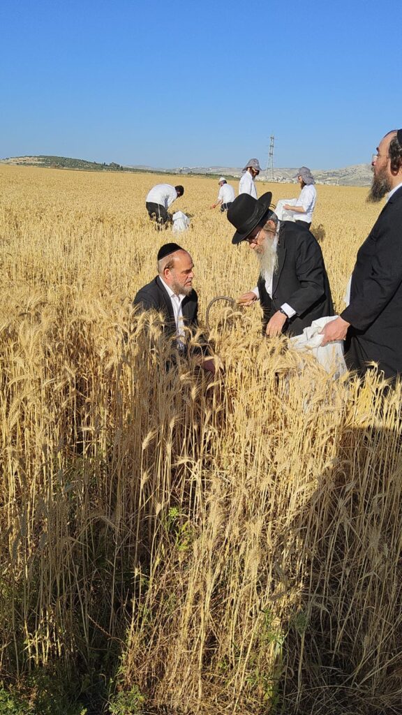 עם מגל ביד: הגאב"ד הגיע למבוא בית חורון לקצור חיטים