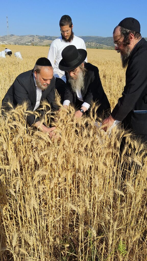עם מגל ביד: הגאב"ד הגיע למבוא בית חורון לקצור חיטים