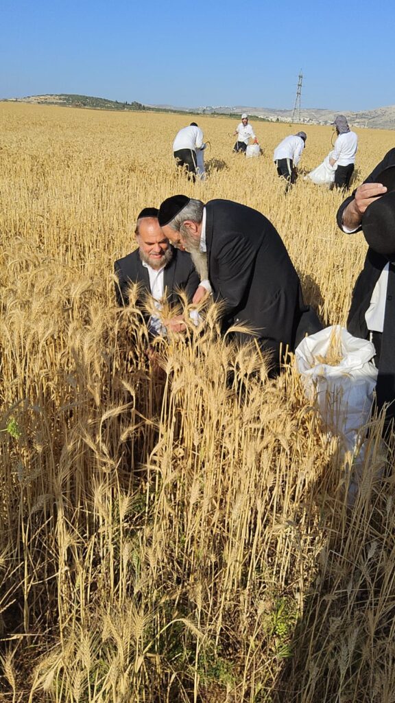 עם מגל ביד: הגאב"ד הגיע למבוא בית חורון לקצור חיטים