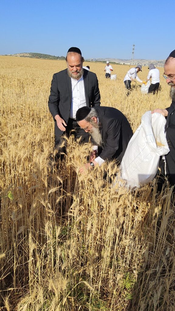 עם מגל ביד: הגאב"ד הגיע למבוא בית חורון לקצור חיטים