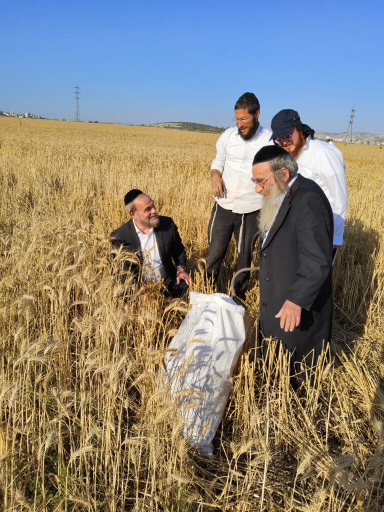 עם מגל ביד: הגאב"ד הגיע למבוא בית חורון לקצור חיטים