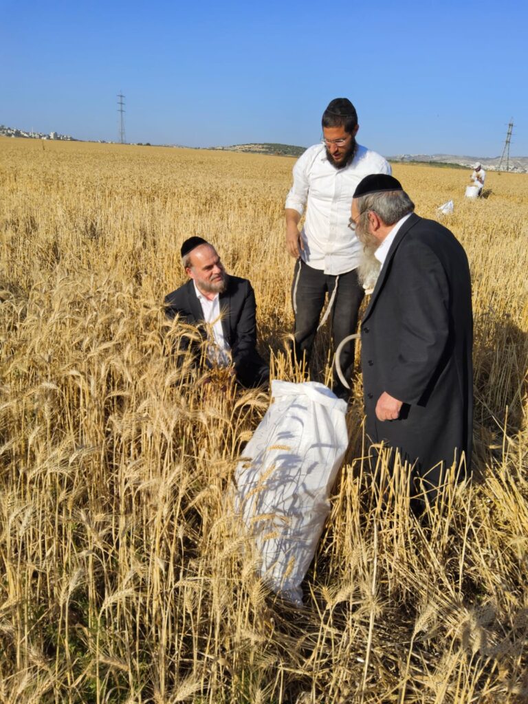 עם מגל ביד: הגאב"ד הגיע למבוא בית חורון לקצור חיטים