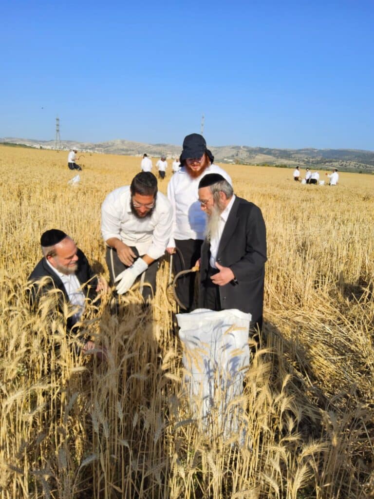 עם מגל ביד: הגאב"ד הגיע למבוא בית חורון לקצור חיטים