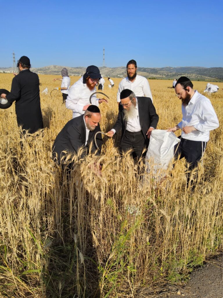 עם מגל ביד: הגאב"ד הגיע למבוא בית חורון לקצור חיטים