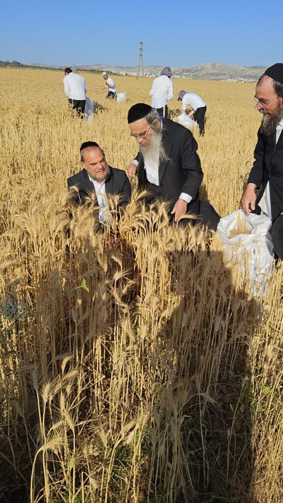 עם מגל ביד: הגאב"ד הגיע למבוא בית חורון לקצור חיטים
