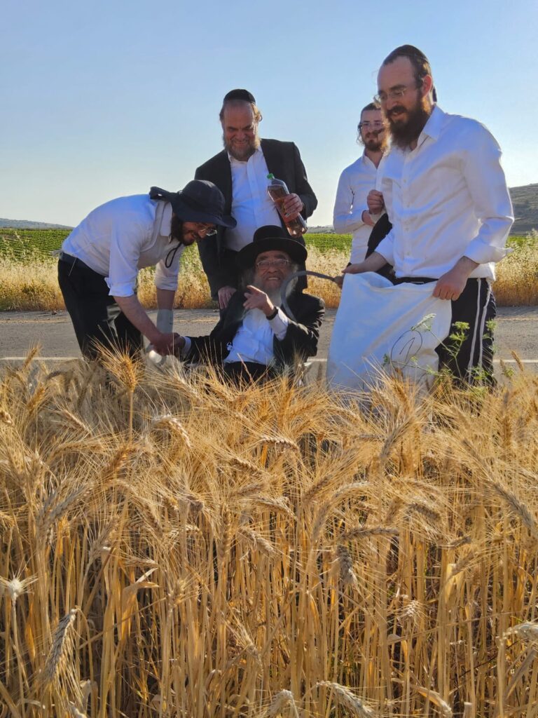 עם מגל ביד: הגאב"ד הגיע למבוא בית חורון לקצור חיטים