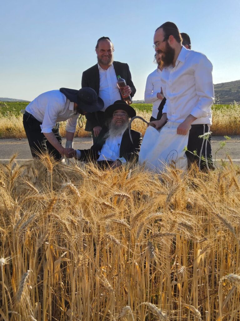 עם מגל ביד: הגאב"ד הגיע למבוא בית חורון לקצור חיטים