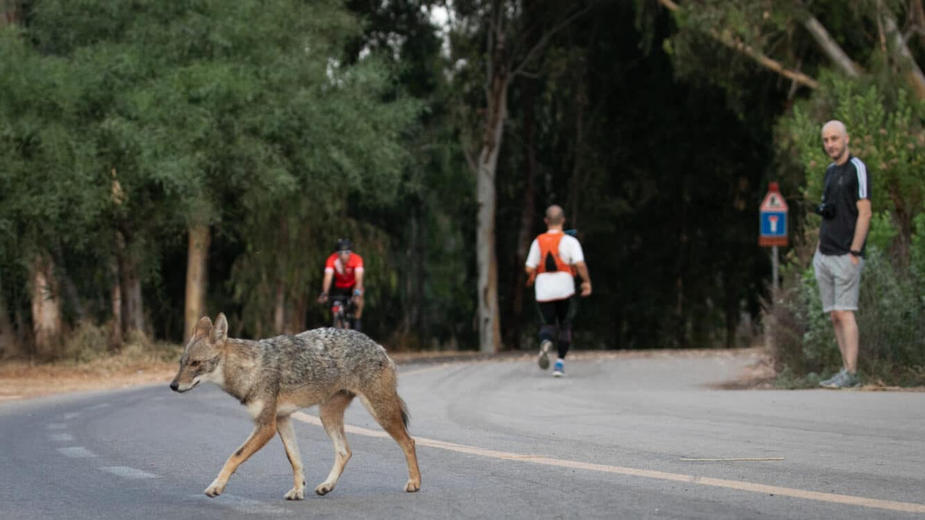 עלייה מדאיגה בתחלואת כלבת במרכז