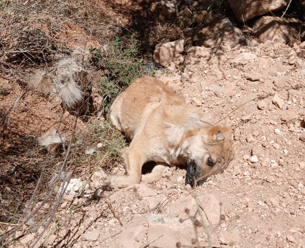 "הכלבים פרכסו ומתו תוך דקות": פיגוע הרעלה קשה בשומרון