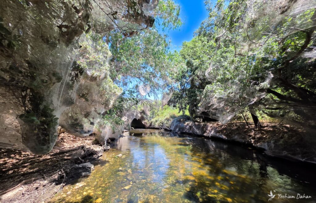 מחזה נדיר בנחל שורק: שמיכת קורי ענק עוטפת את הצמחייה מחזה נדיר בנחל שורק: שמיכת קורי ענק עוטפת את הצמחייה