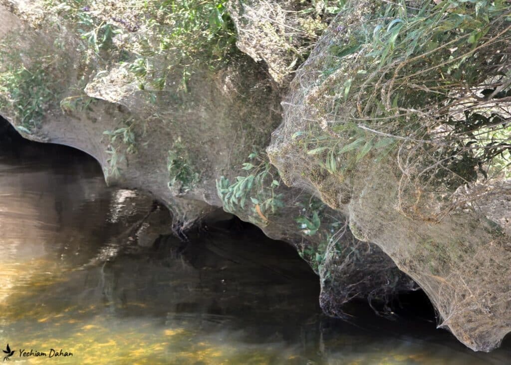מחזה נדיר בנחל שורק: שמיכת קורי ענק עוטפת את הצמחייה מחזה נדיר בנחל שורק: שמיכת קורי ענק עוטפת את הצמחייה
